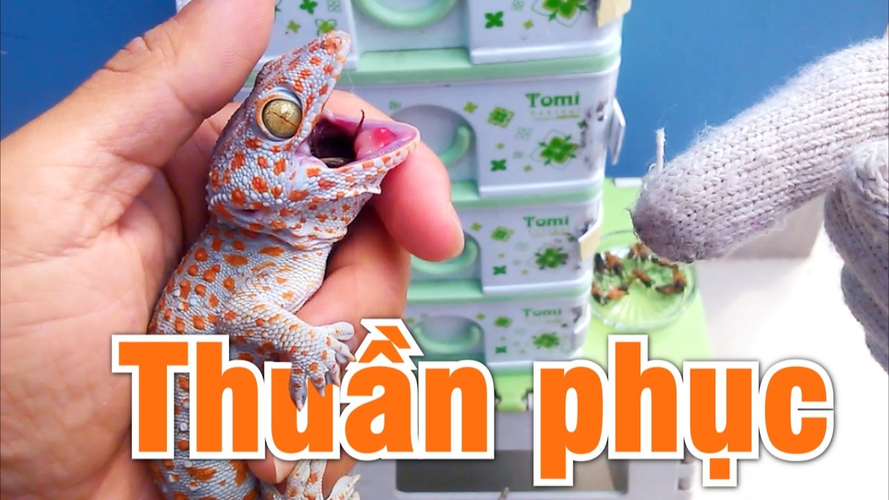Cách thuần phục tắc kè (how to tame a tokay gecko)