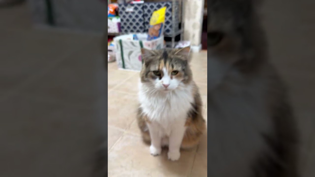 Kitten Cat and Friends eat cat treats 
