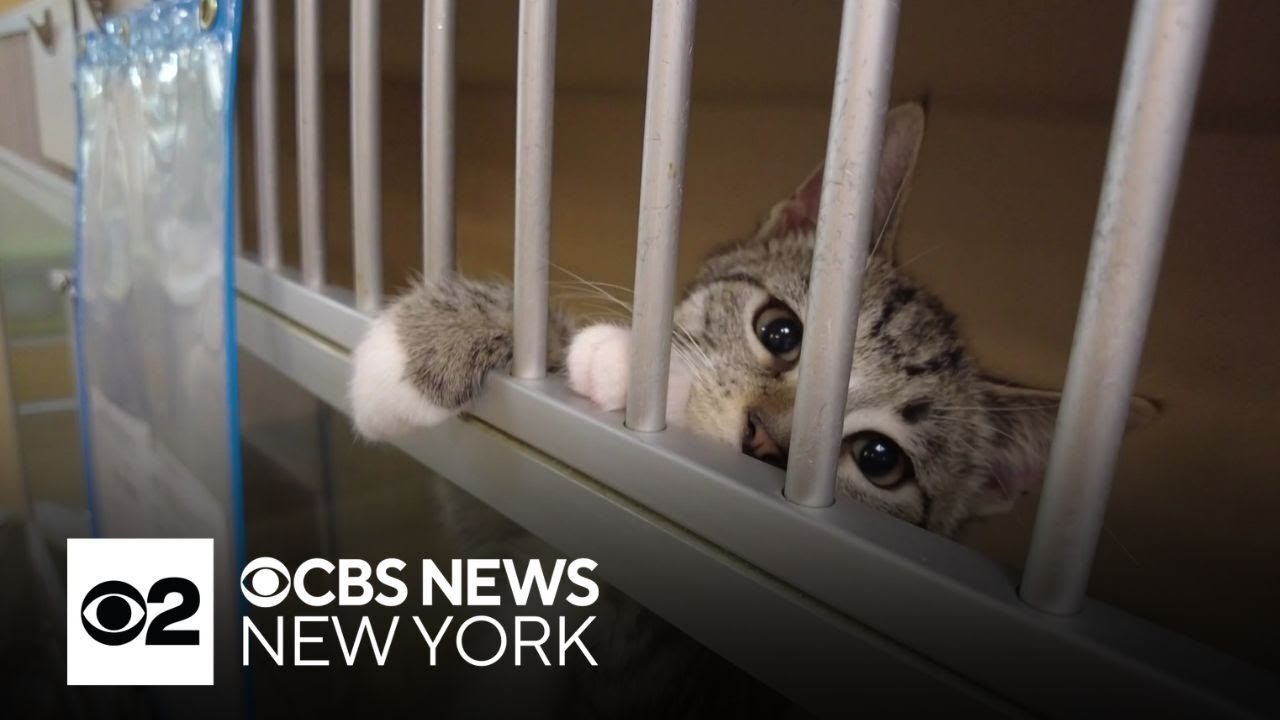N.J. animal shelter employees rescue dogs, cats during fire