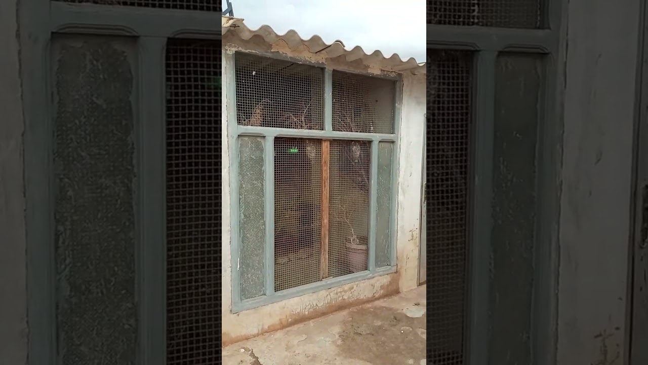 رفع مناعة الطيور للاكل الصحي والطبيعي في هذه الفترة الله يسخر ووفق للجميع يارب.