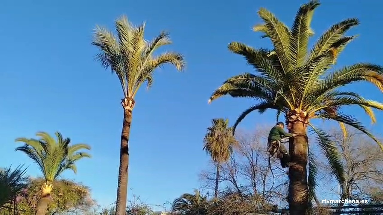 El Ayuntamiento adecenta el recorrido de la Semana Santa y continúa el tratamiento de las palmeras