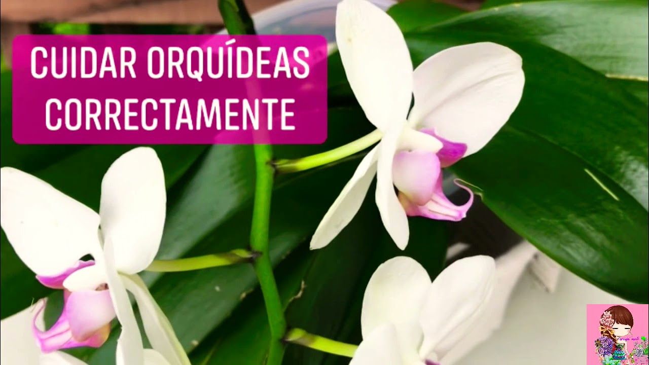 ¿cómo se debe cuidar una ORQUÍDEA correctamente?