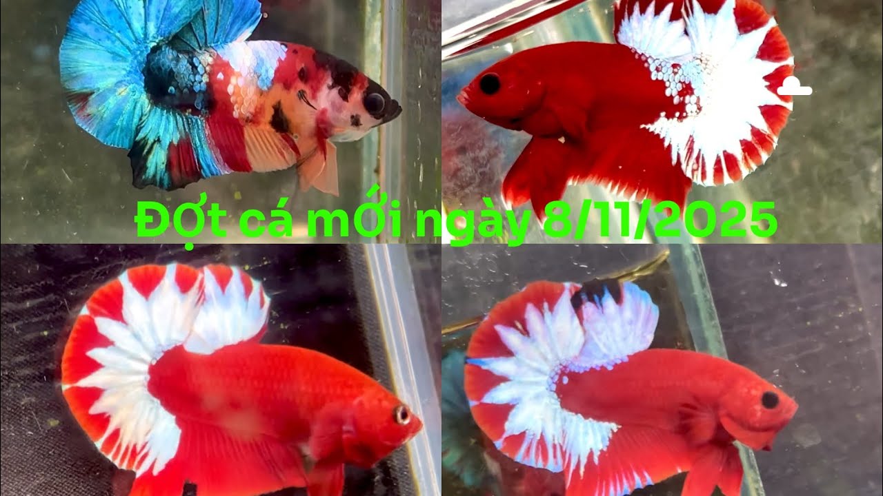 Đợt cá red fancy ngày 8/11/2025. Zl: 0336306334(linh) đơn 250k miễn ship