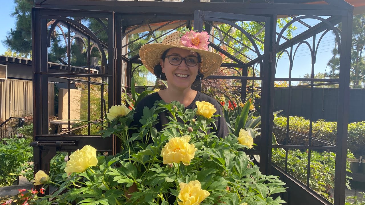 Itoh Peonies: The Only Peony for Southern California