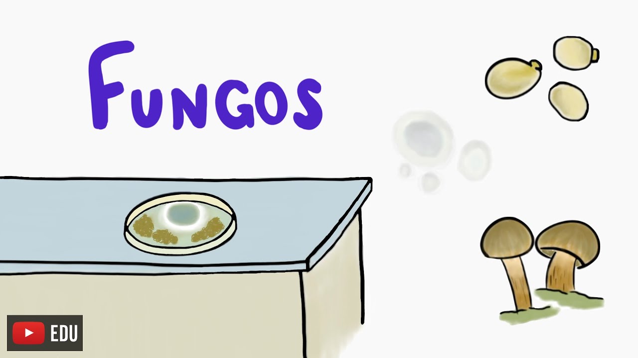 Os fungos e a descoberta da penicilina #InstanteBiotec 82