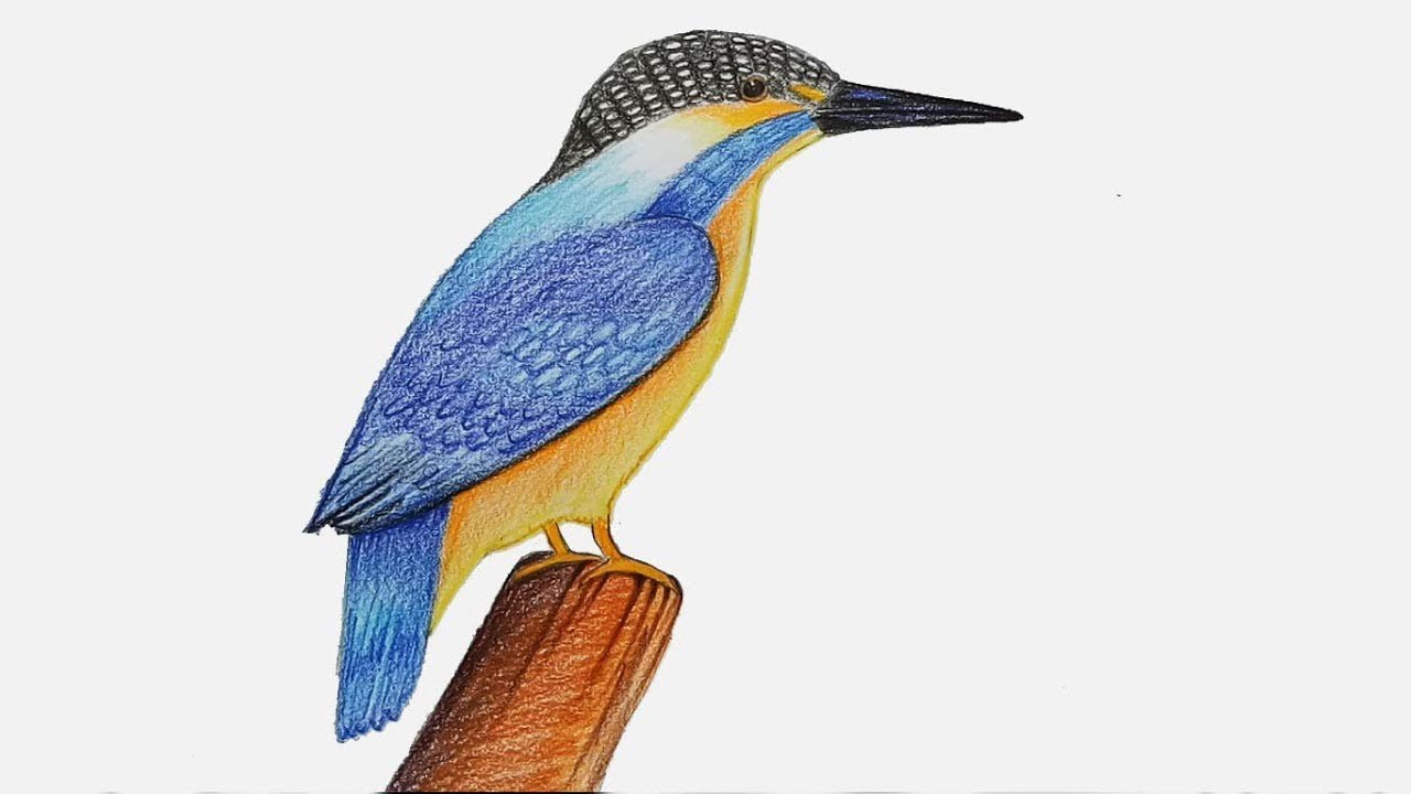 How to draw  Kingfisher step by step (very easy)