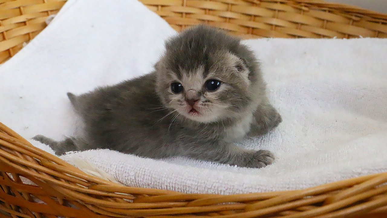 7 Kittens, 6 Nipples, and a Whole Lot of Love! Syringe Feeding Time! Subtitles