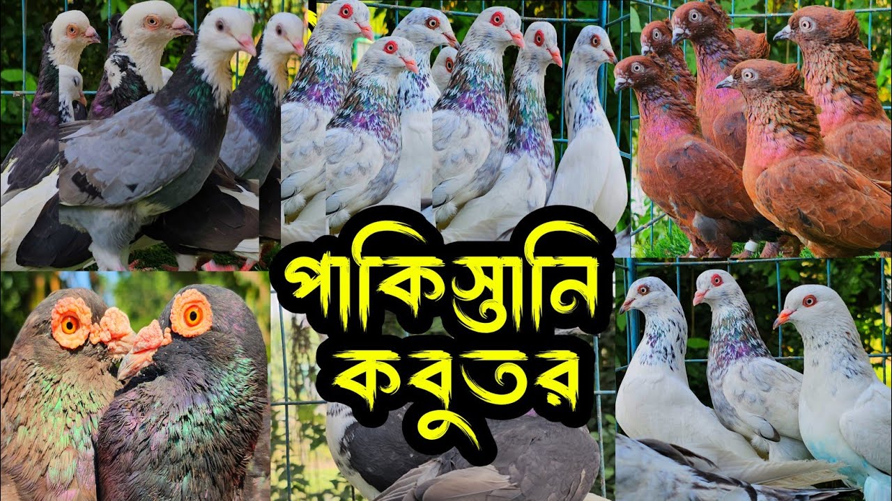 সবচেয়ে কমদামে পাকিস্তানি টেডি,গলায়লাল,ওমান টেডি,হাইফ্লায়ার গিরিবাজ কবুতর কিনুন | কবুতরের ফেরিওয়ালা |