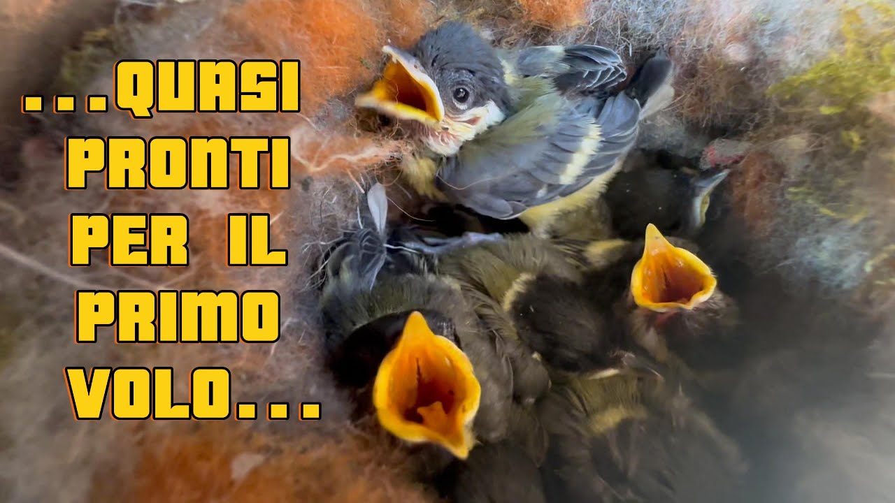 7 CINCIALLEGRE AL CIVICO 7 PRONTE PER IL PRIMO VOLO, NIDO DA SMARTPHONE DENTRO ALLA CASSETTA POSTALE