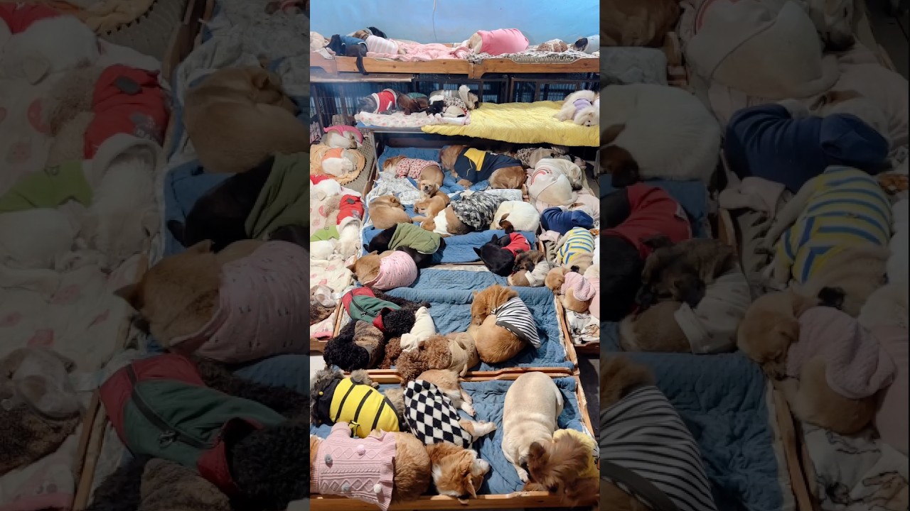 😢😢😢Provide a warm home, food and shelter for stray dogs 떠돌아다니는 개에게 집과 음식, 숙소를 따뜻하게 해주는 것