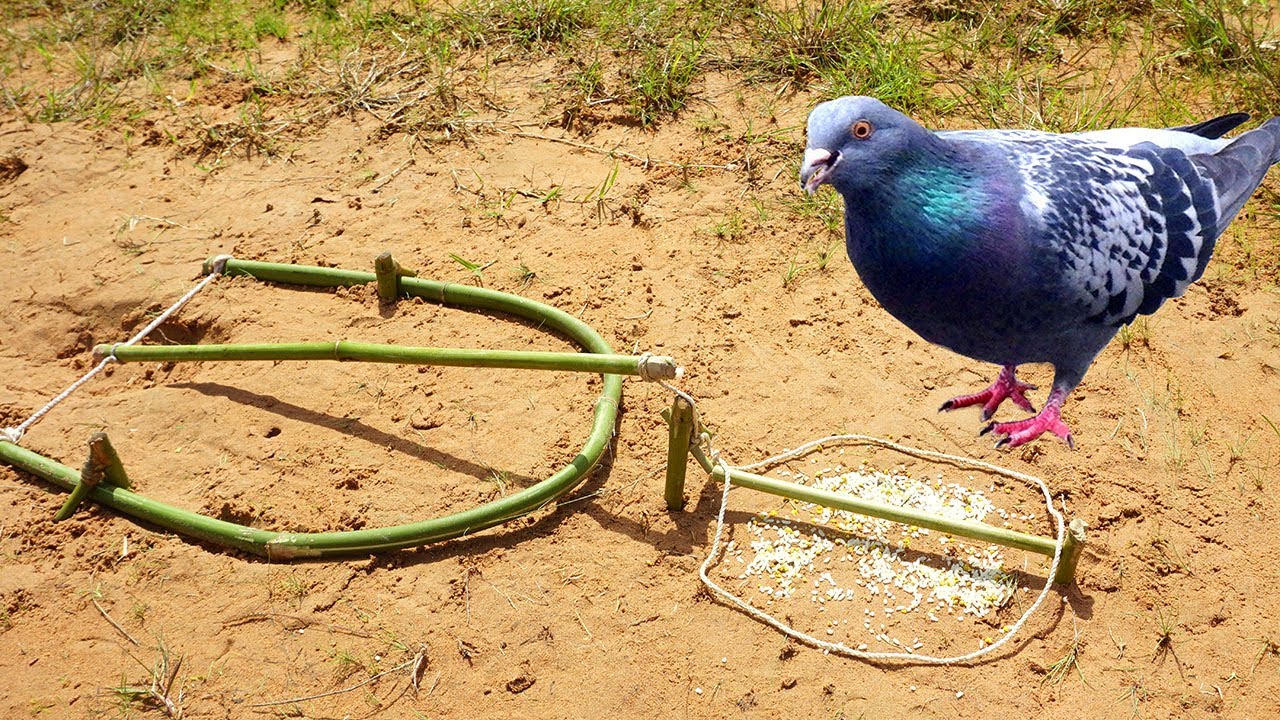 Easy Simple Unique Bird Trap Technology Make From Bamboo That Work 100%