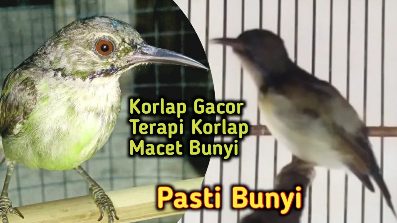 Kolibri Kelapa/Korlap Gacor Sangat Ampuh Untuk Terapi Korlap Malas Bunyi