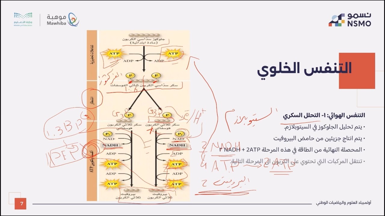 أولمبياد نسمو -تخصص علوم/الأحياء- الدرس الثاني عشر التنفس الخلوي 1