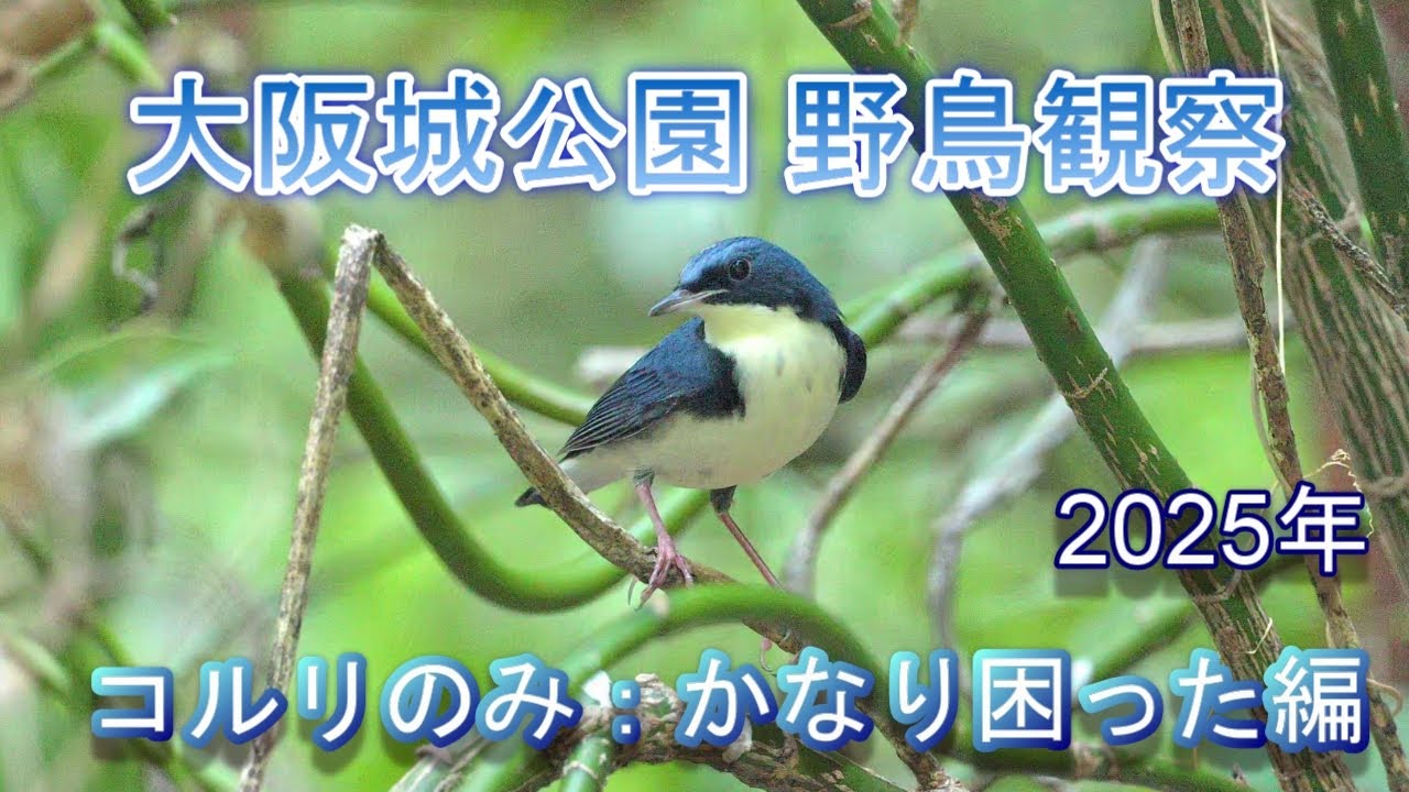 2025/8/18　大阪城公園 野鳥観察【コルリのみ：かなり困った編】