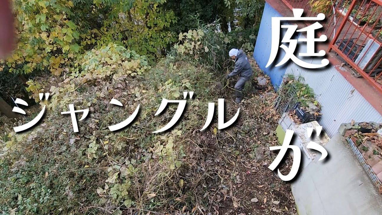 #76  庭がジャングル