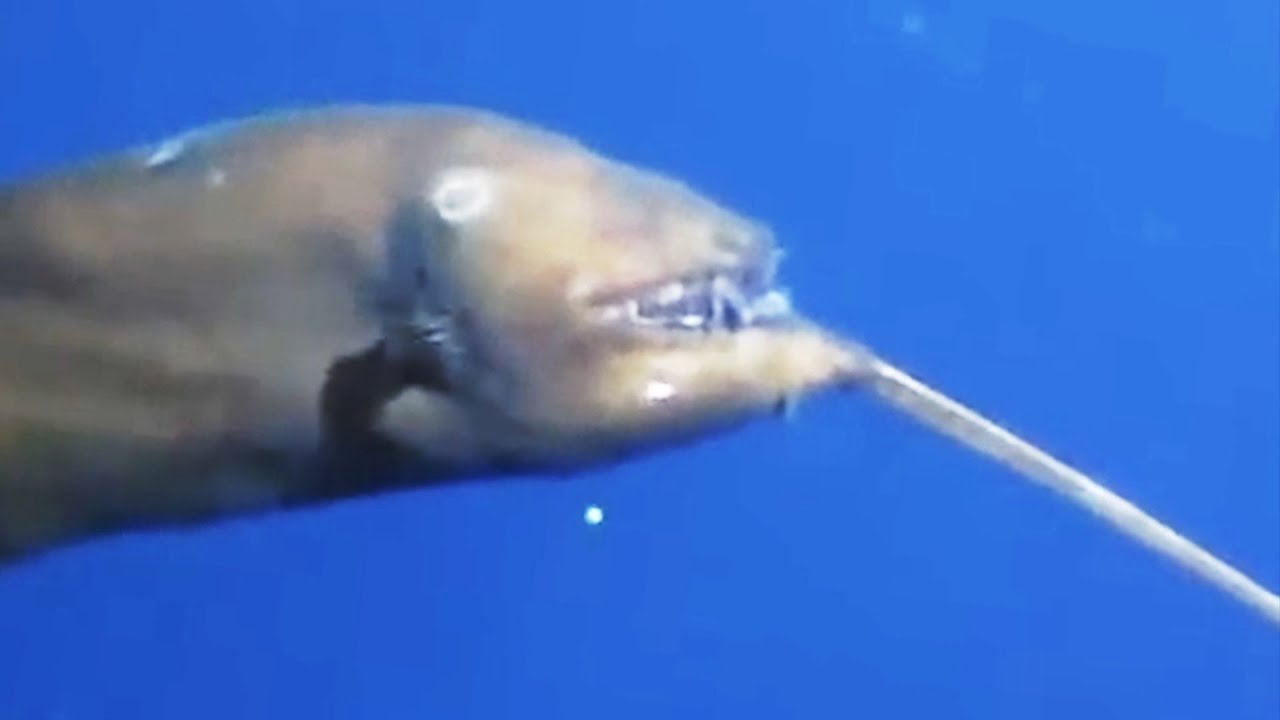 3 Strange Anglerfish Found in the Deep Ocean by ROVs