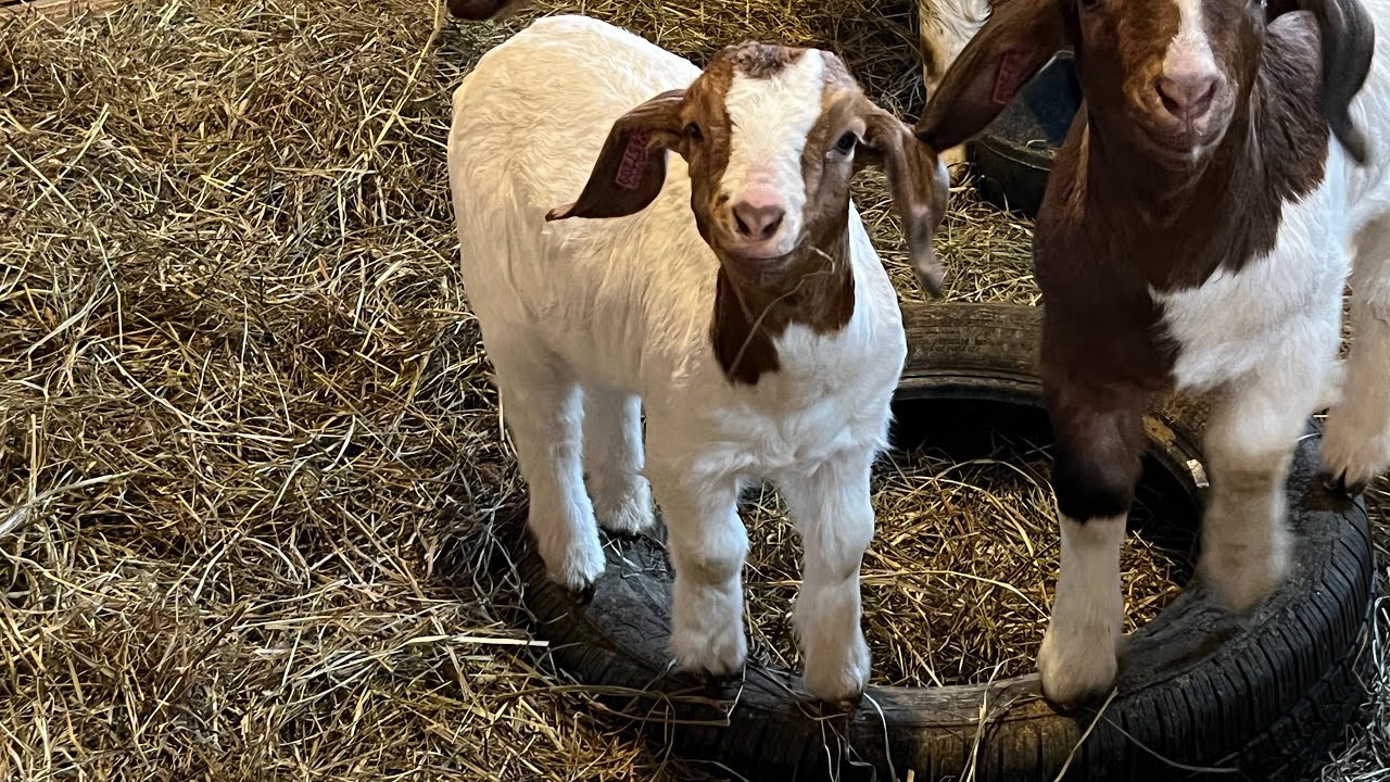 We are upping the security for our goats.