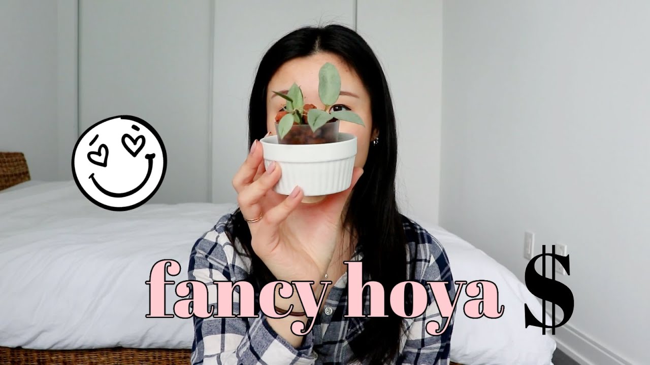 Top Rare and Expensive Hoya in my Collection
