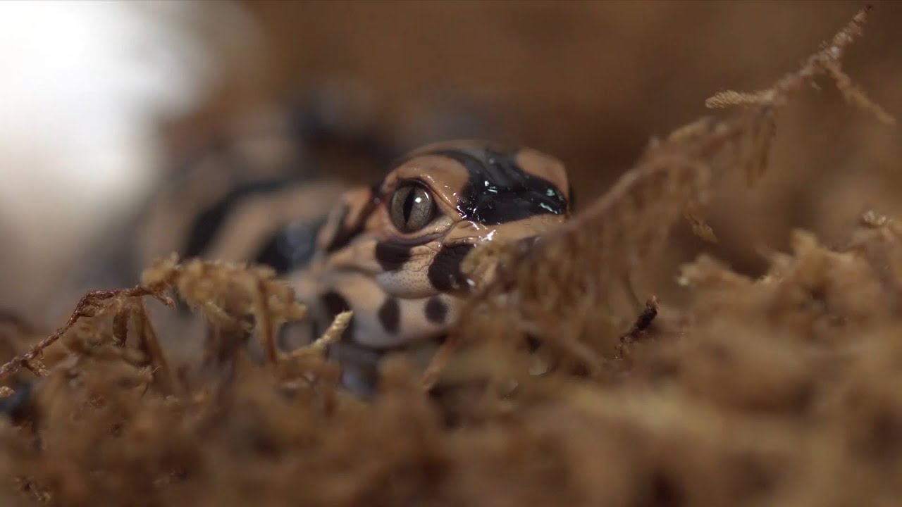 GLOBALink | Breeding season begins for endangered Chinese alligator