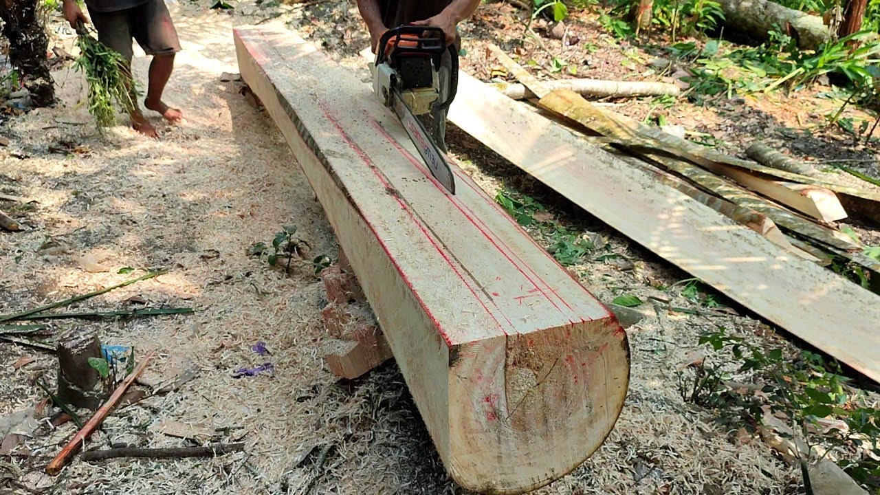 Keahlian menggergaji kayu membuat balok ukuran 8 cm × 12 cm untuk bahan kontruksi rumah