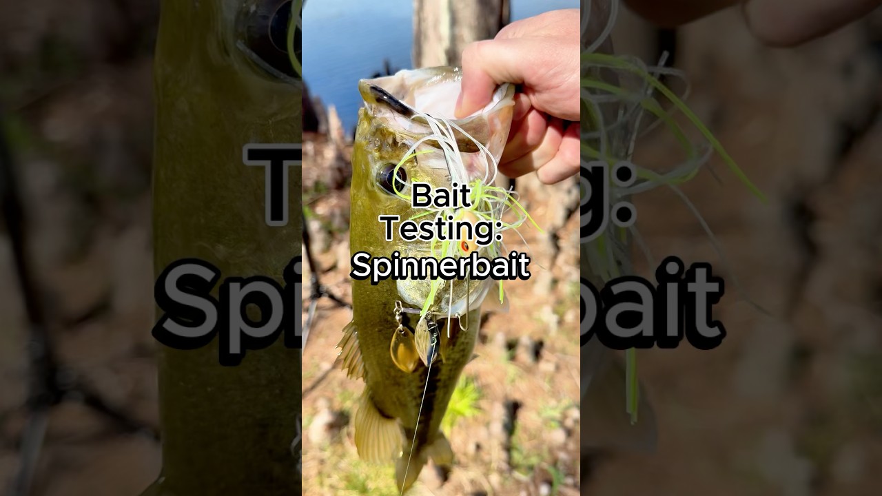 Spinnerbait bait test - How to fish a spinnerbait #bassfishing #fishing #spinnerbait