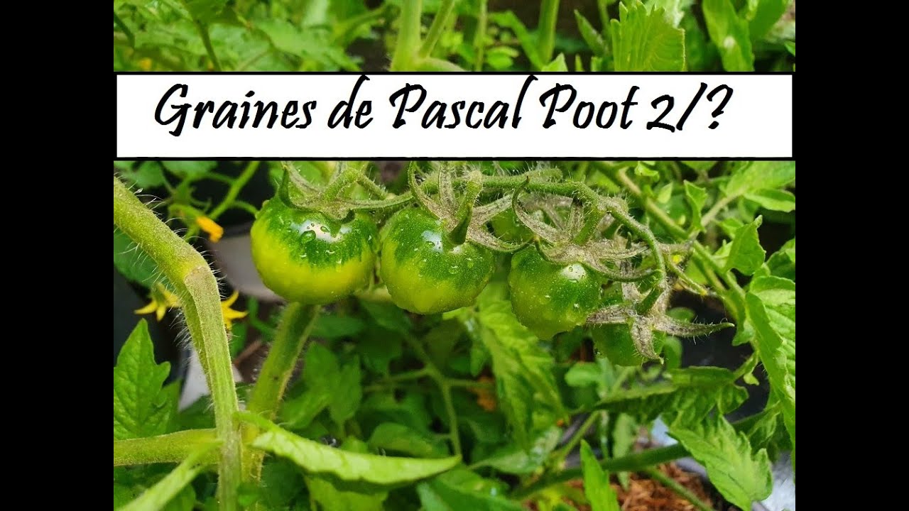 Les graines de tomates de Pascal Poot 2/3