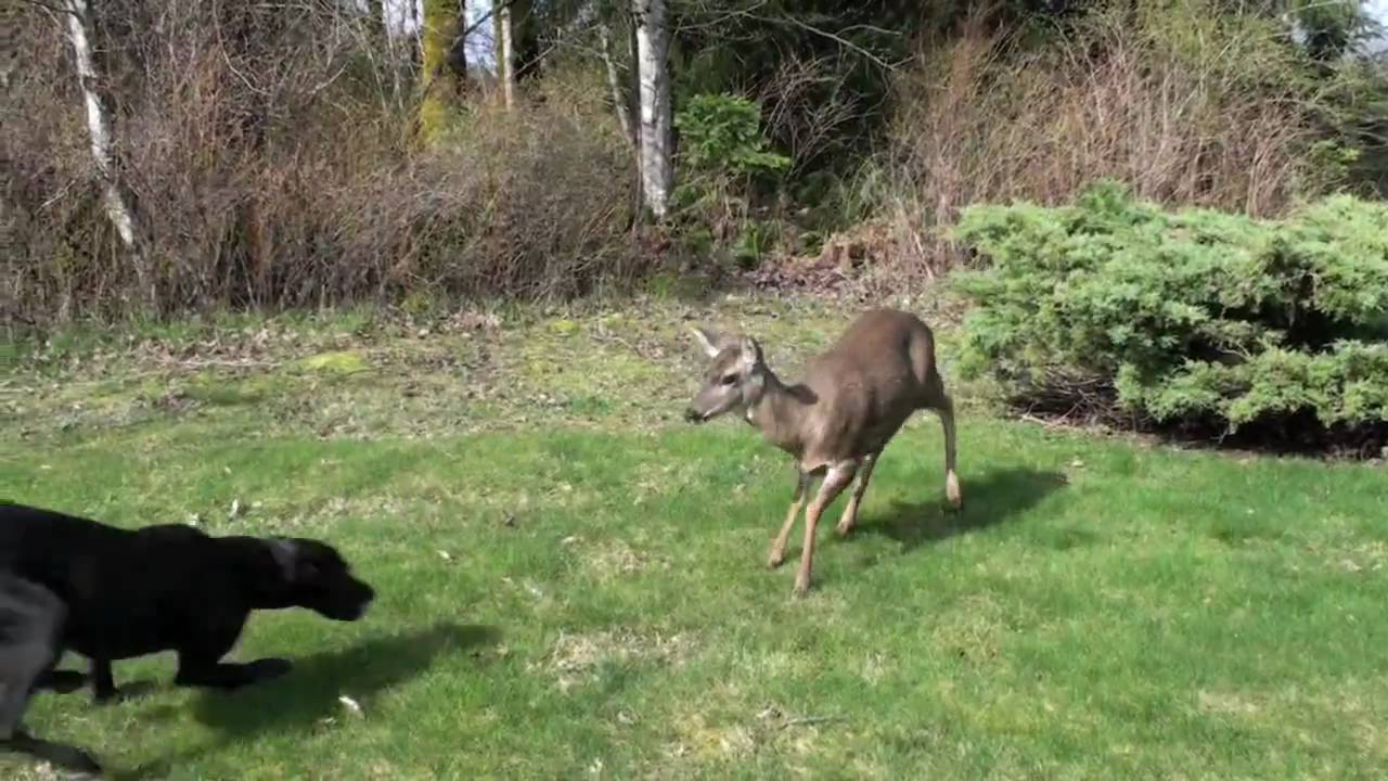 DOG AND DEER - BEST FRIENDS FOREVER.