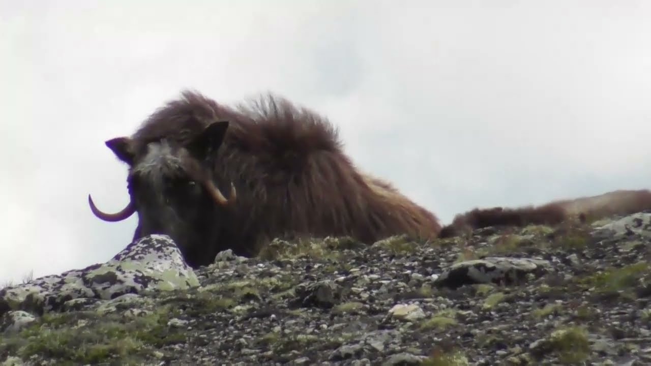 Musk safari at Dovre, Norway