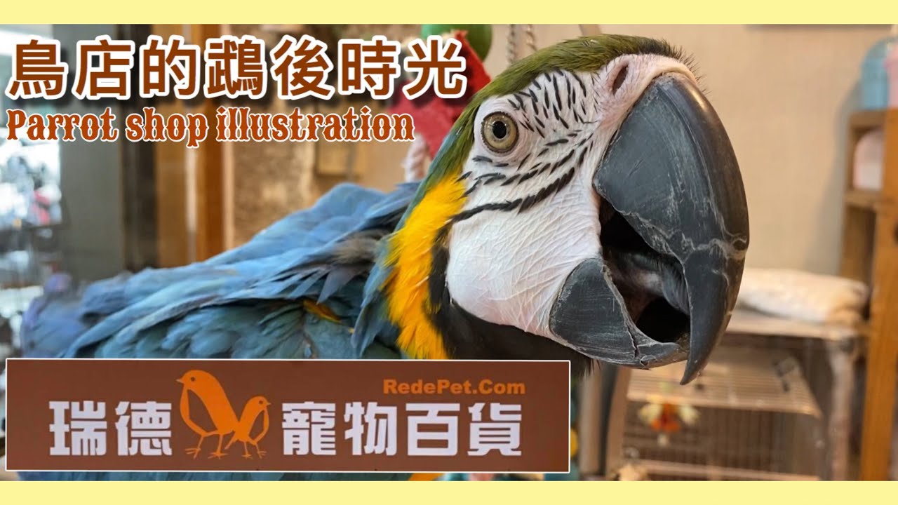 鸚鵡應該養在室內還是室外？一起邊逛「瑞德」邊聊吧！【鸚鵡小木屋】【鳥店的鵡後時光Ep2】