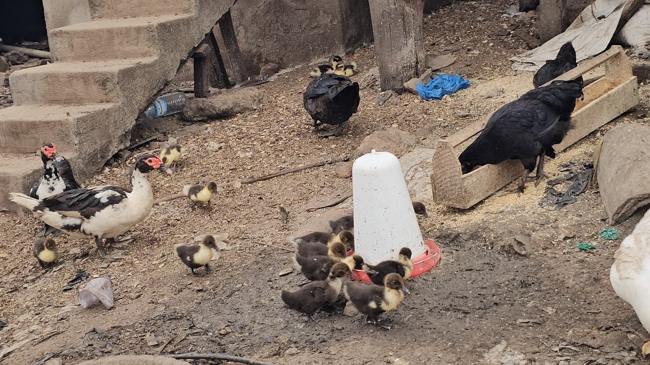 REASONS  WHY REARING  DUCK IS LUCRATIVE  ,LOW CAPITAL  INVESTMENT