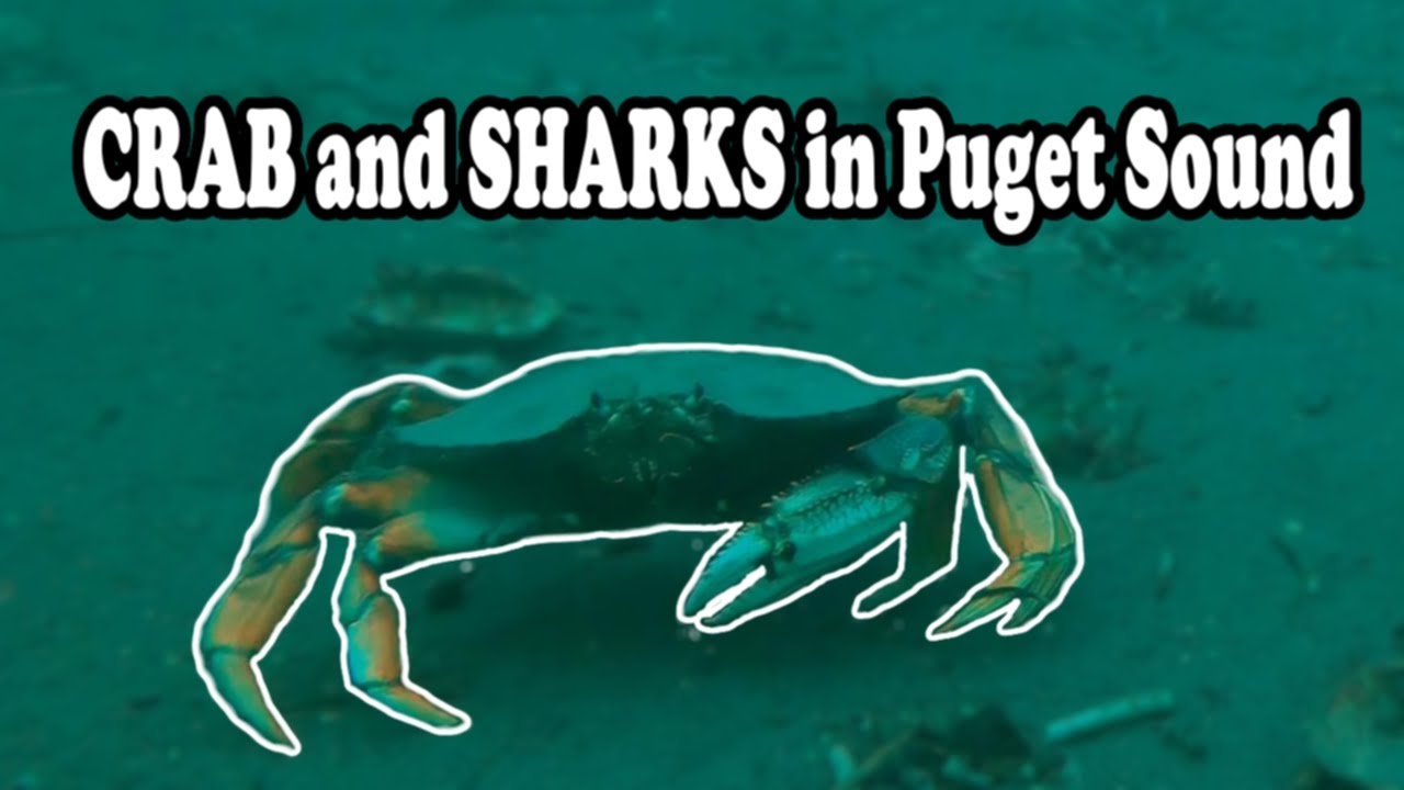 Crab and Sharks in Puget Sound