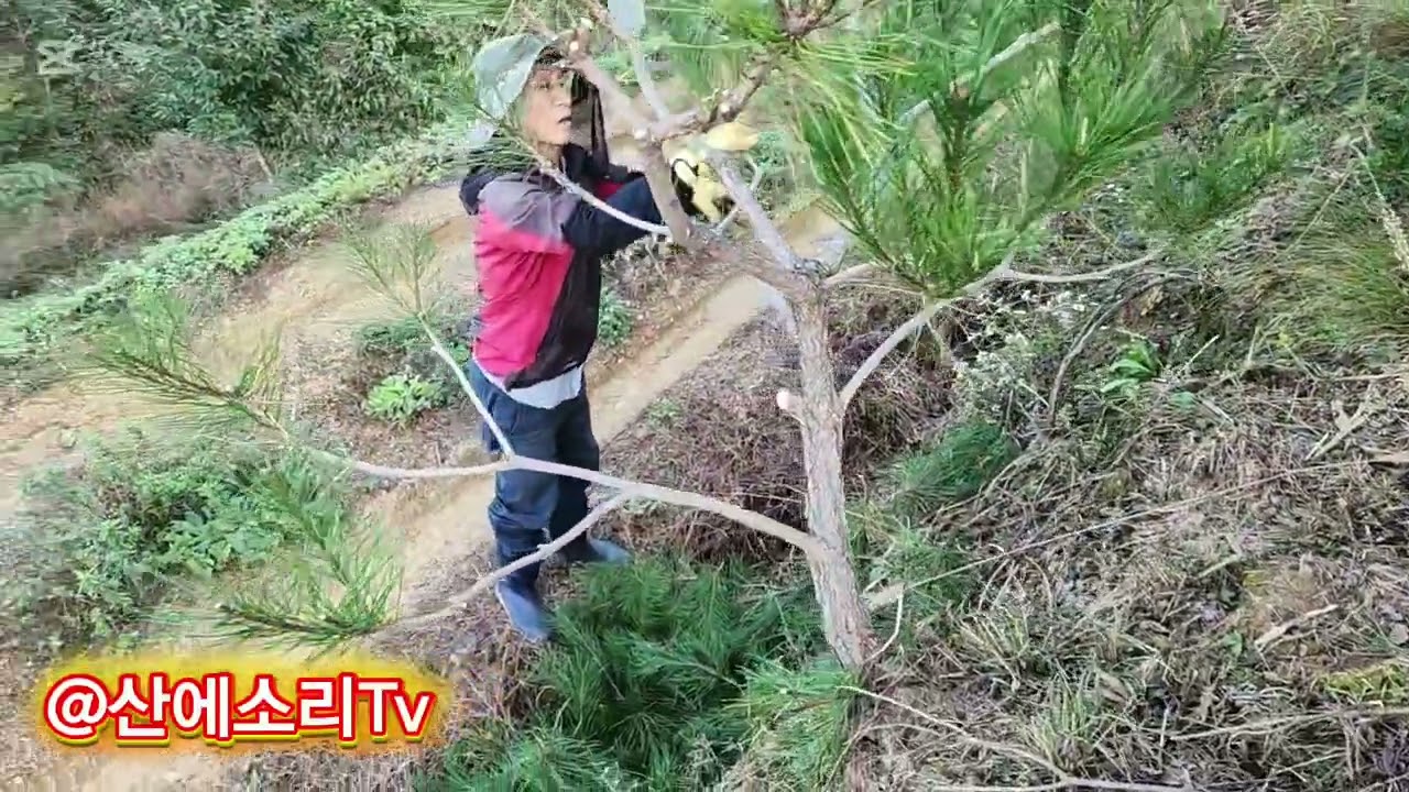 야생 소나무  다듬고 수형 만들기