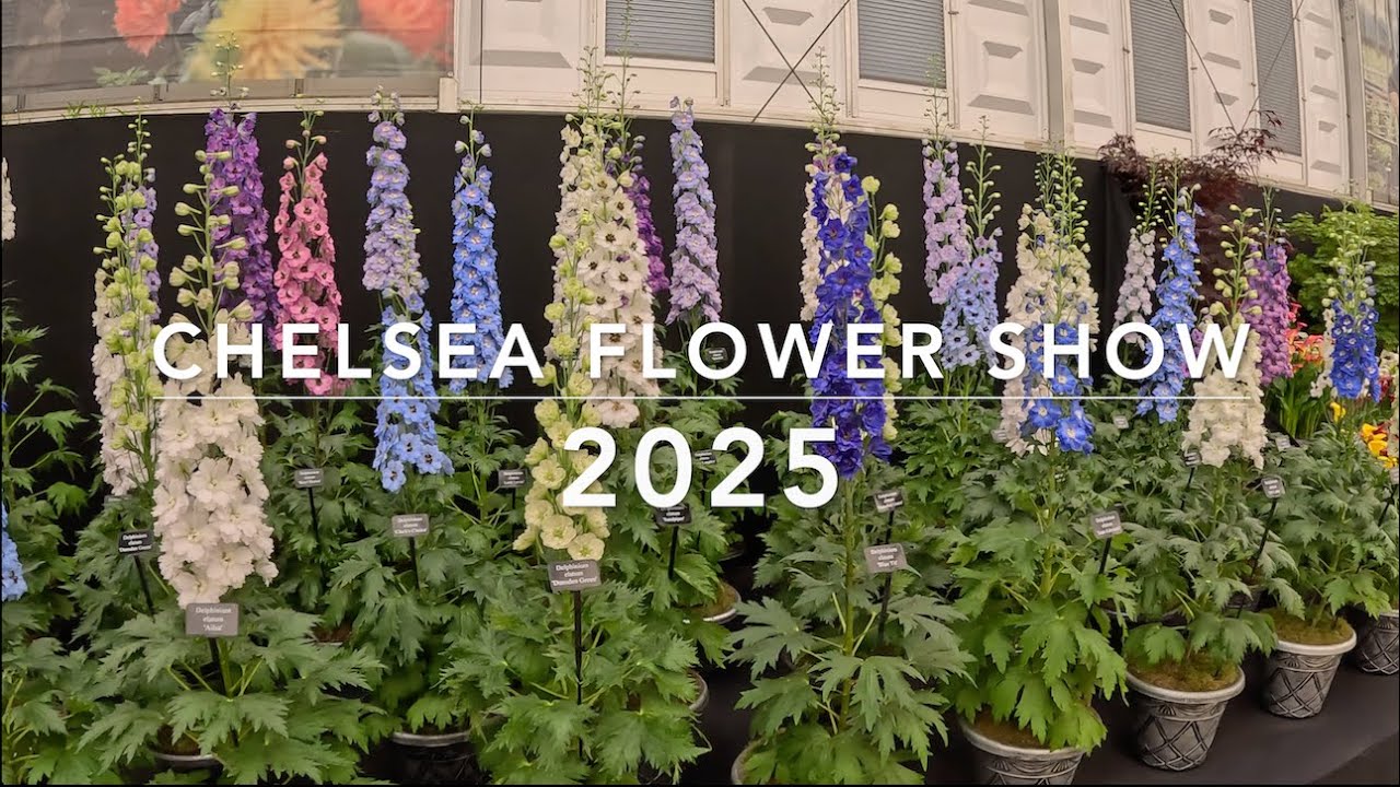 Exploring Chelsea Flower Show 2025: Stunning Gardens & Floral Designs