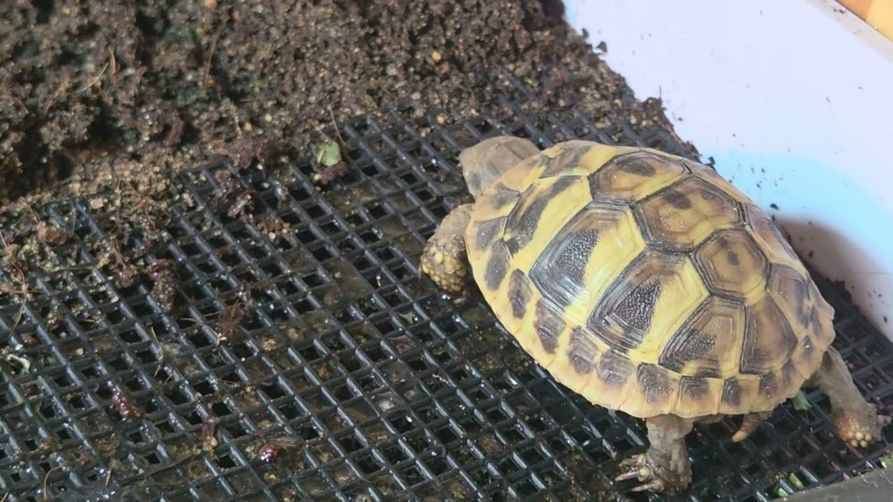 엉뚱한 거북이 페로 