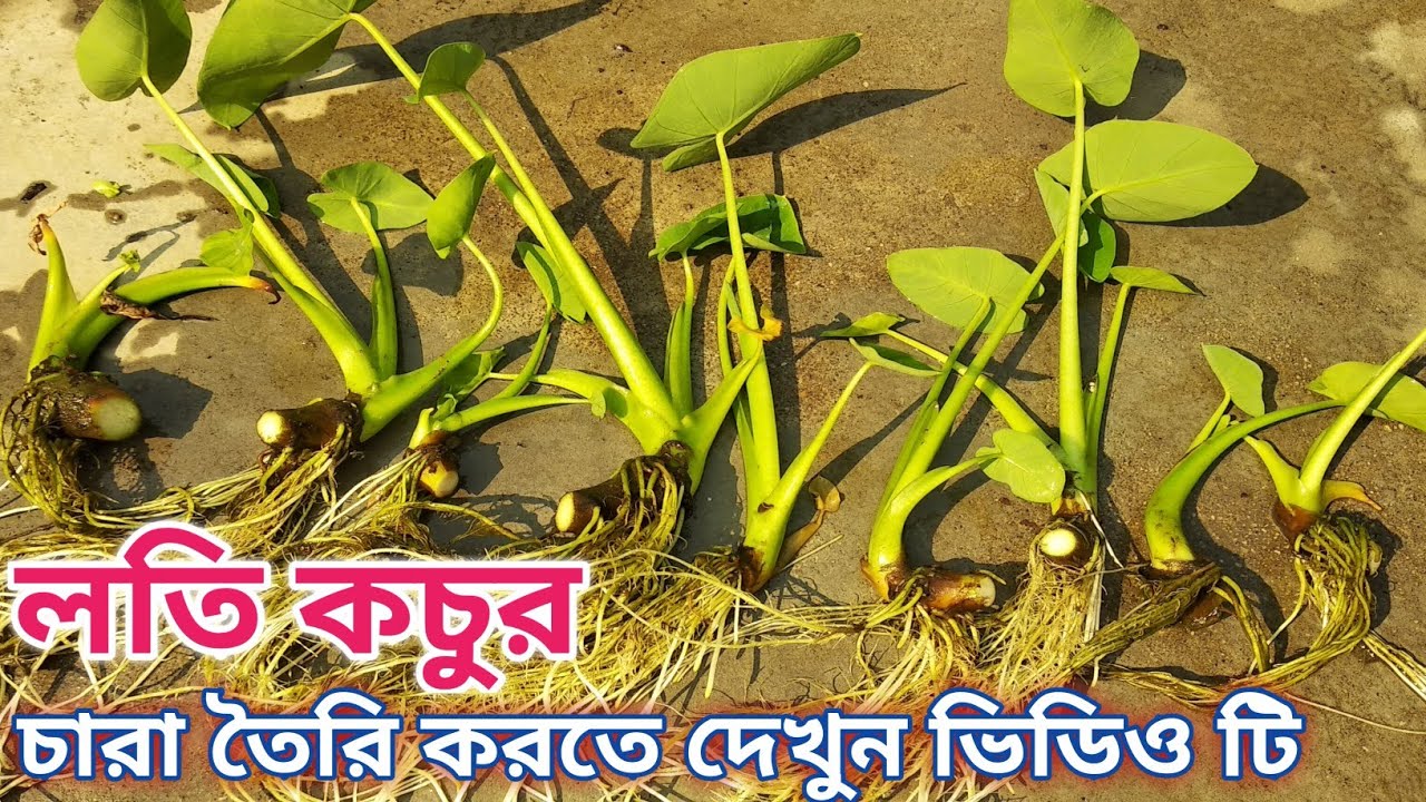 লতি থেকে - লতি রাজ কচুর চারা তৈরি। লতির চারা উৎপাদন করুন সহজেই। Taro plant growing. Grow Arum plant.
