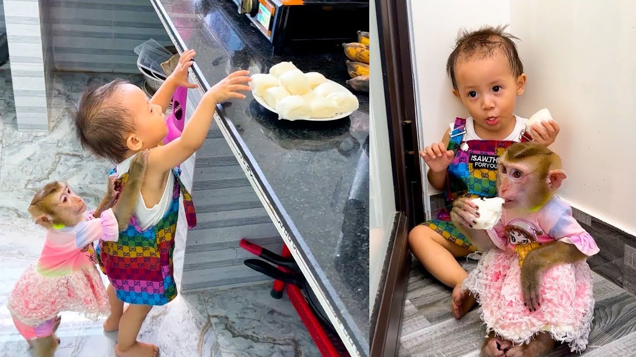 Monkey Kaka and Diem teamed up to take all of mom's dumplings to sneak out and eat.