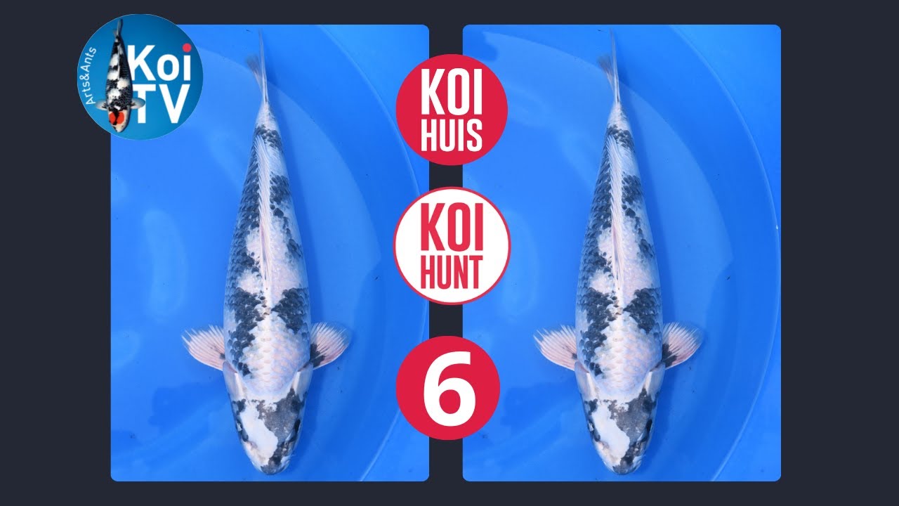 KOI TV | KoiHuis KoiHunt najaar 2024 deel 6 | Takatatsu