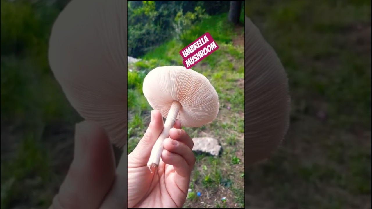 Umbrella mushroom 🍄🌱#trending #viral#youtubeshorts