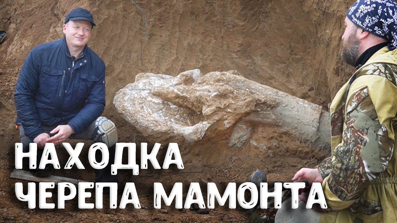 Раскопки черепа трогонтериевого мамонта в Приазовье: уникальные палеонтологические находки | Научпоп