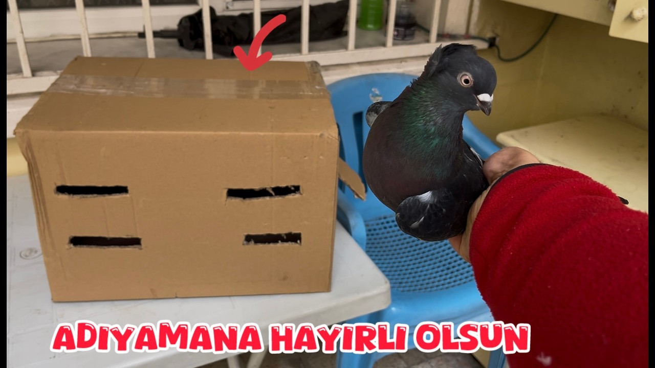 BİR KOLİ G&Uuml;VERCİN ADIYAMANA HAYIRLI OLSUN ( HANGİ KUŞLAR GİTTİ  )