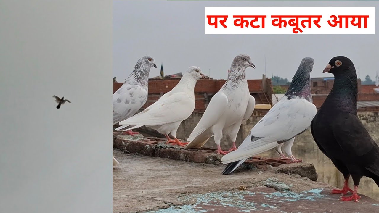 Kabutar Ko Uda Diya | पर कटा कबूतर आया | Pigeons 