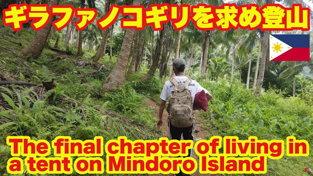 ミンドロ島 ギラファノコギリを求めマラシンボ山に登山。Climbing the Mt. Malasimbo of Mindoro in search of Prosopocoilus giraffa