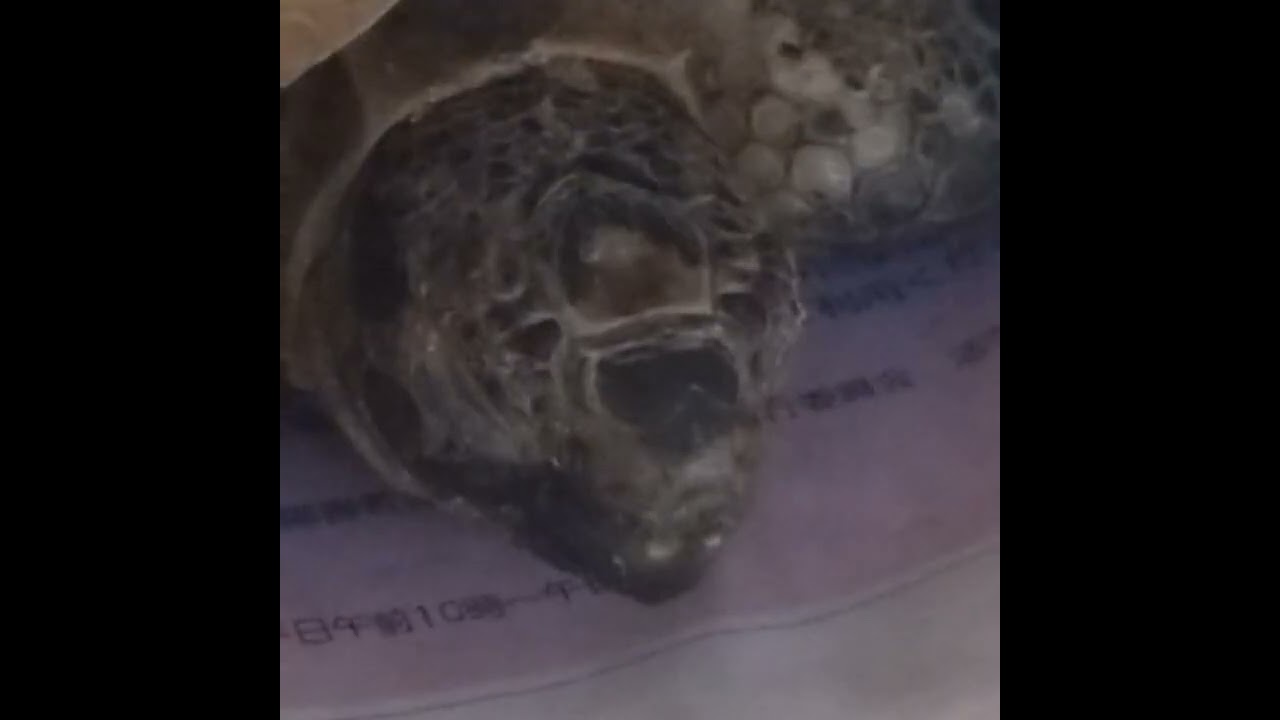安眠NOKONOKO💤♥️🐢眠れない夜にどうぞ🌠⭐️♥️🐢　　　　　　　　　　　　　　Good night's sleep NOKONOKO💤♥️🐢For sleepless nights🌠⭐️♥️🐢