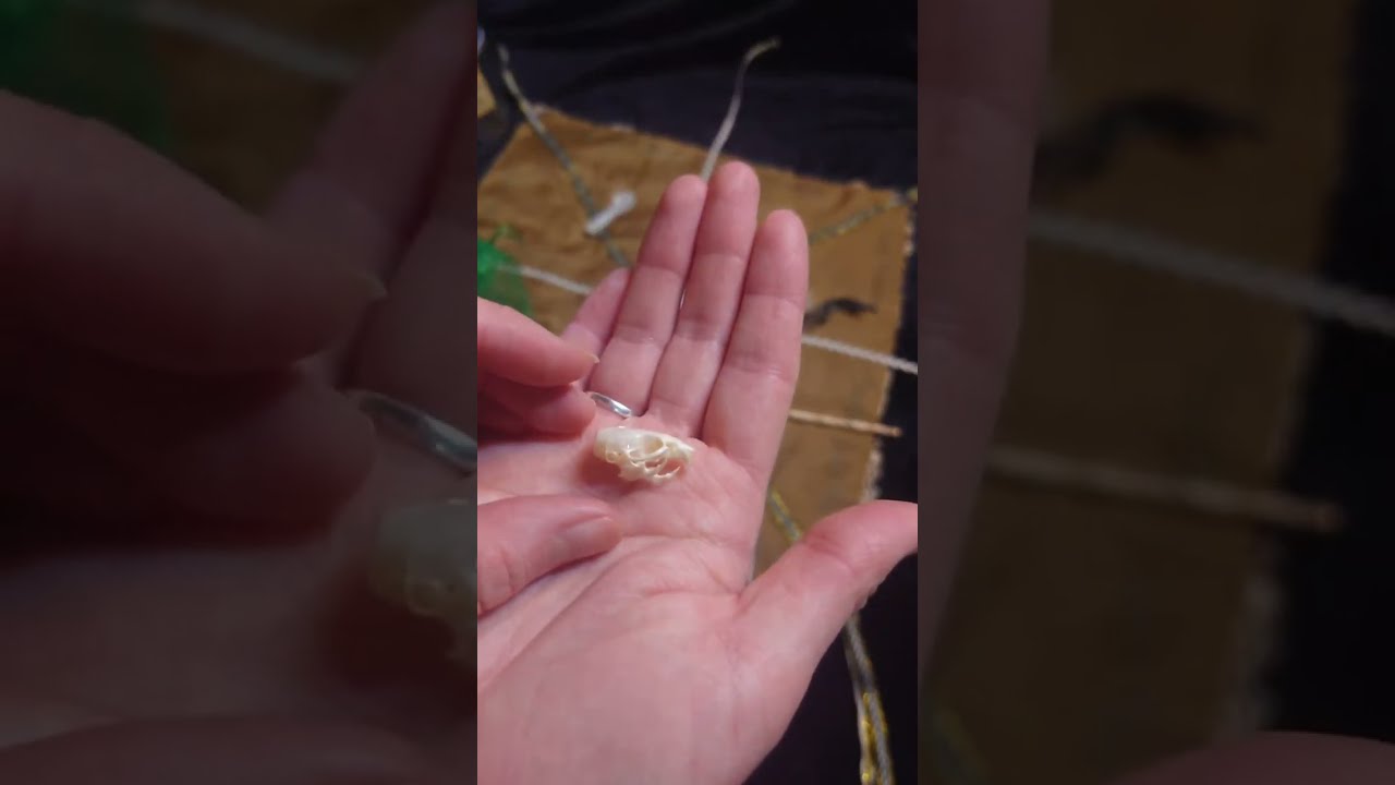 🦴💎🐚 BONE, SHELL & CRYSTAL READING WITH ETHICALLY SOURCED ANIMAL BONES 🦴💕