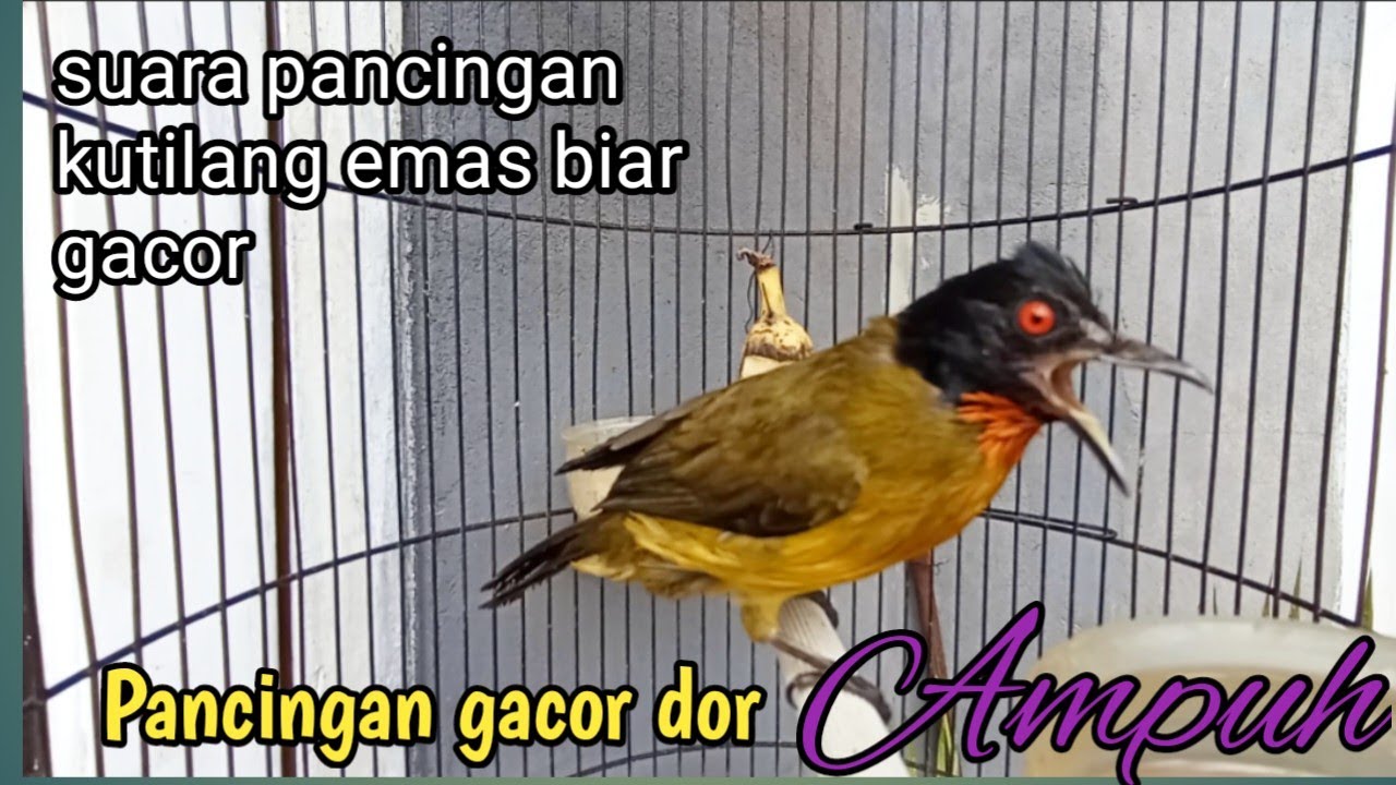 kutilang emas pancingan gacor dor