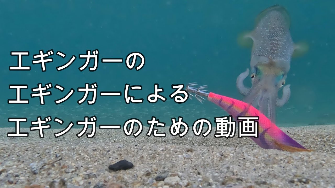 アオリイカはエギを持ち替える？(エギング)