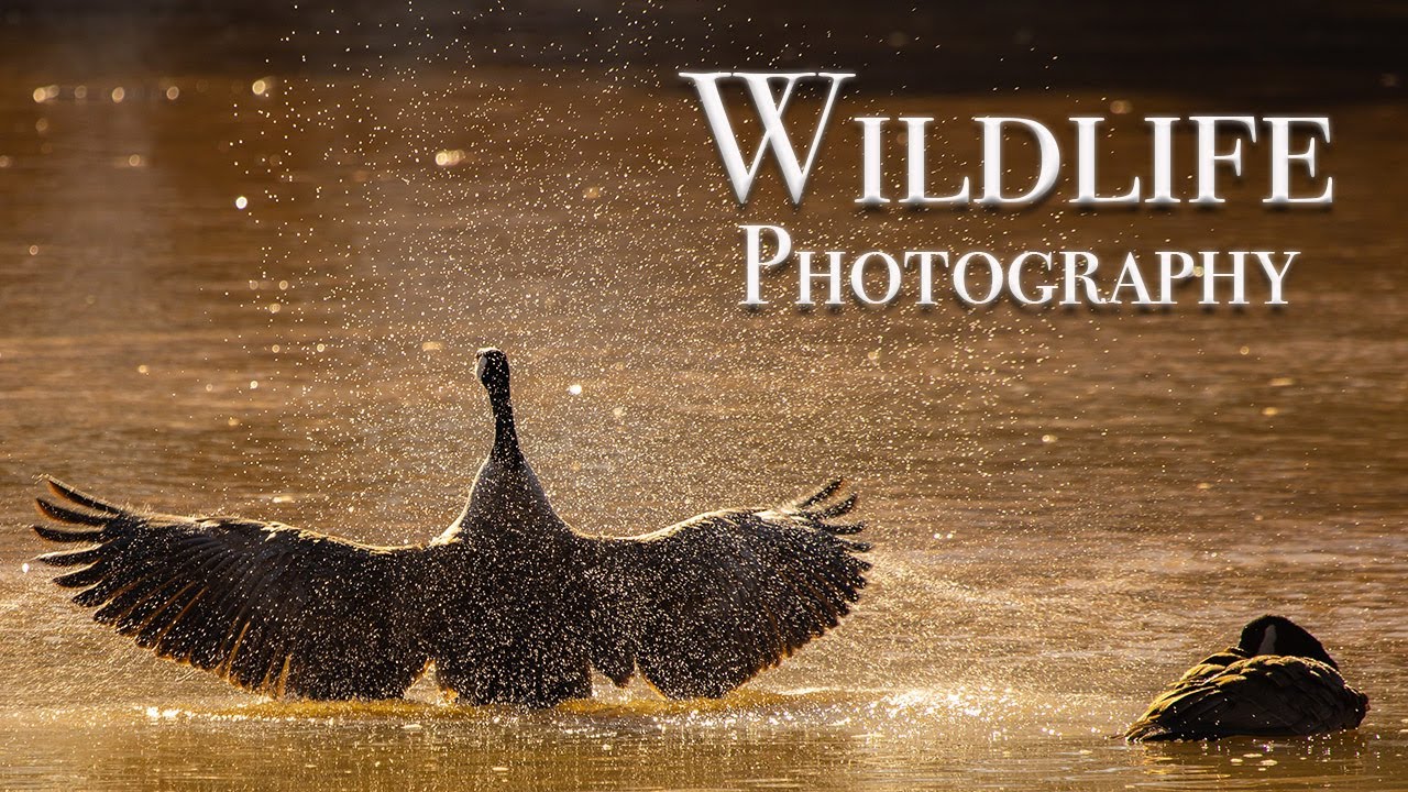 Wildlife Photography in New Mexico