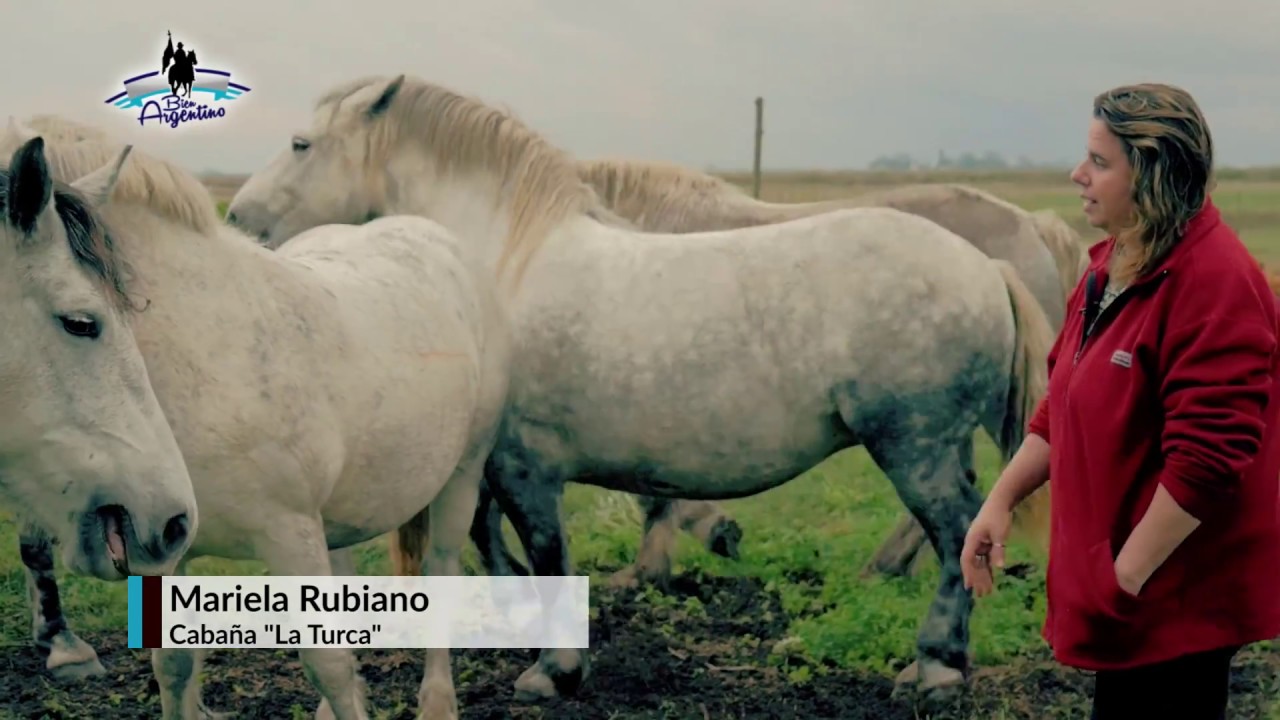 Bien Argentino - Programa 39 - Cría de Percherones y Ponys en Cabaña 