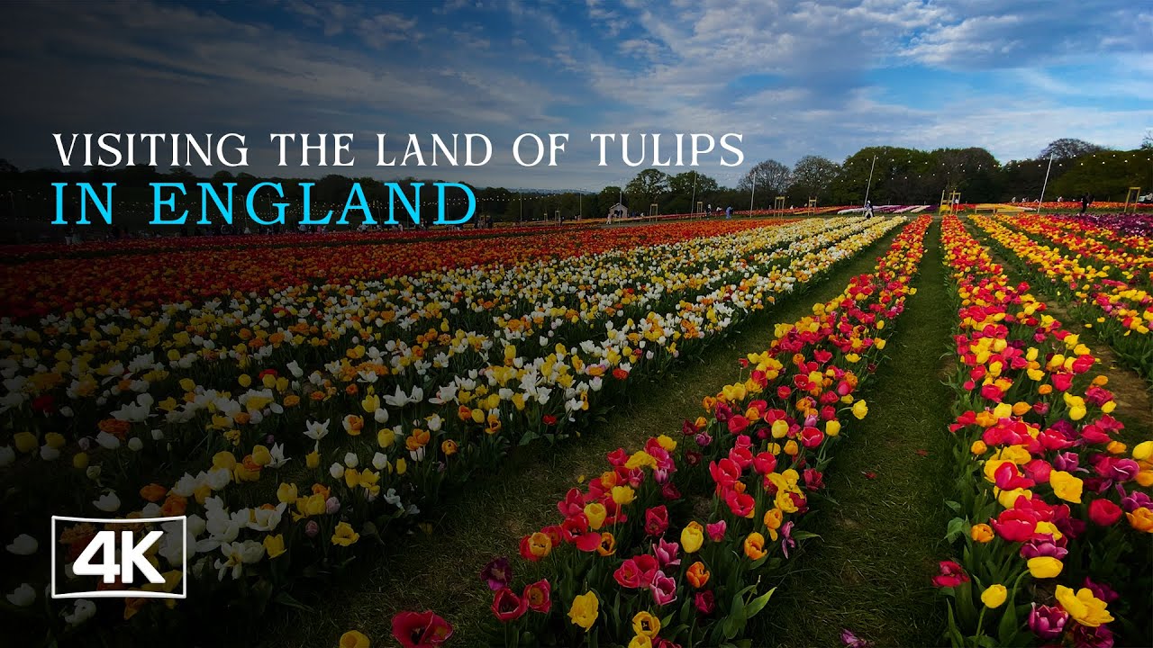 England’s Most Beautiful Tulip Fields | Relaxing Spring Walk Through Endless Blooms You Must See!