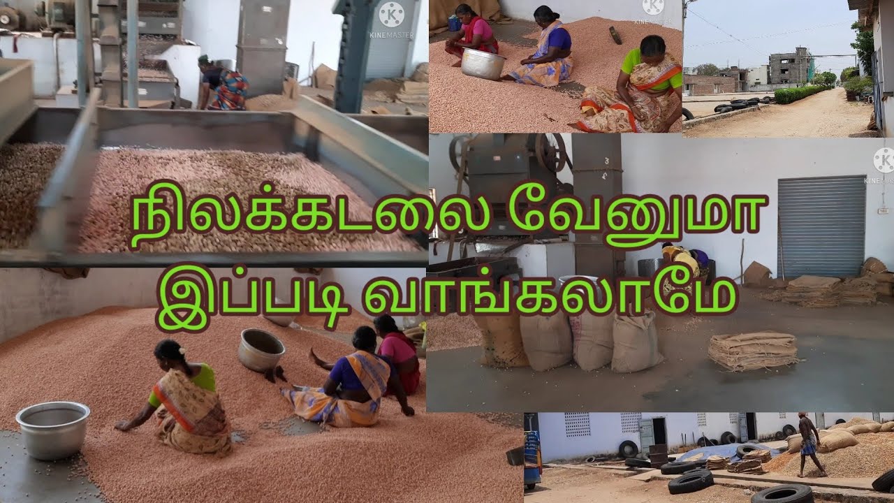 Peanut Wholesale Market/Groundnut  Factory